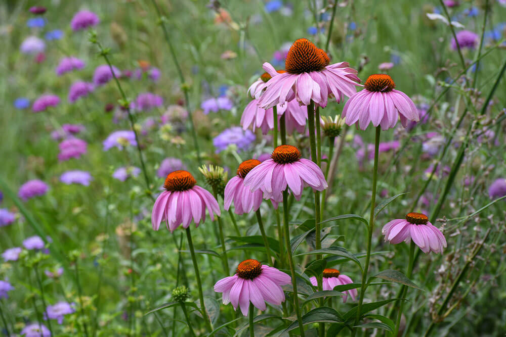 Echinacea purpurea