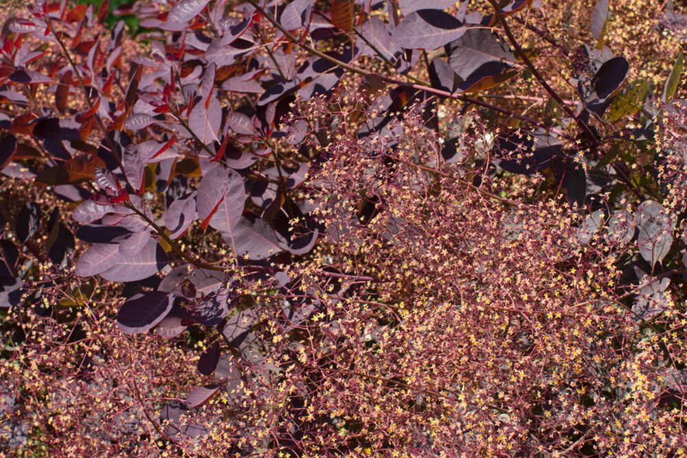 Cotinus coggygria Royal Purple