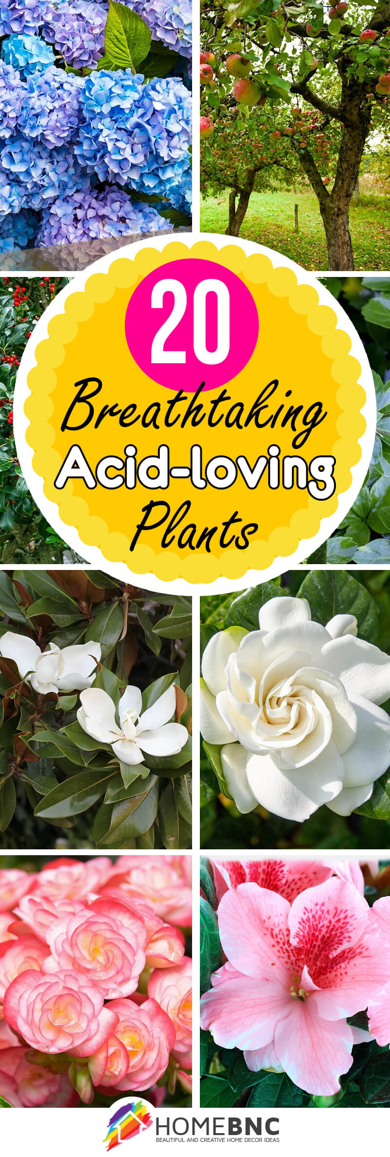 Acid-loving Plants