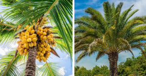 Differences and similarities between coconut tree and palm tree