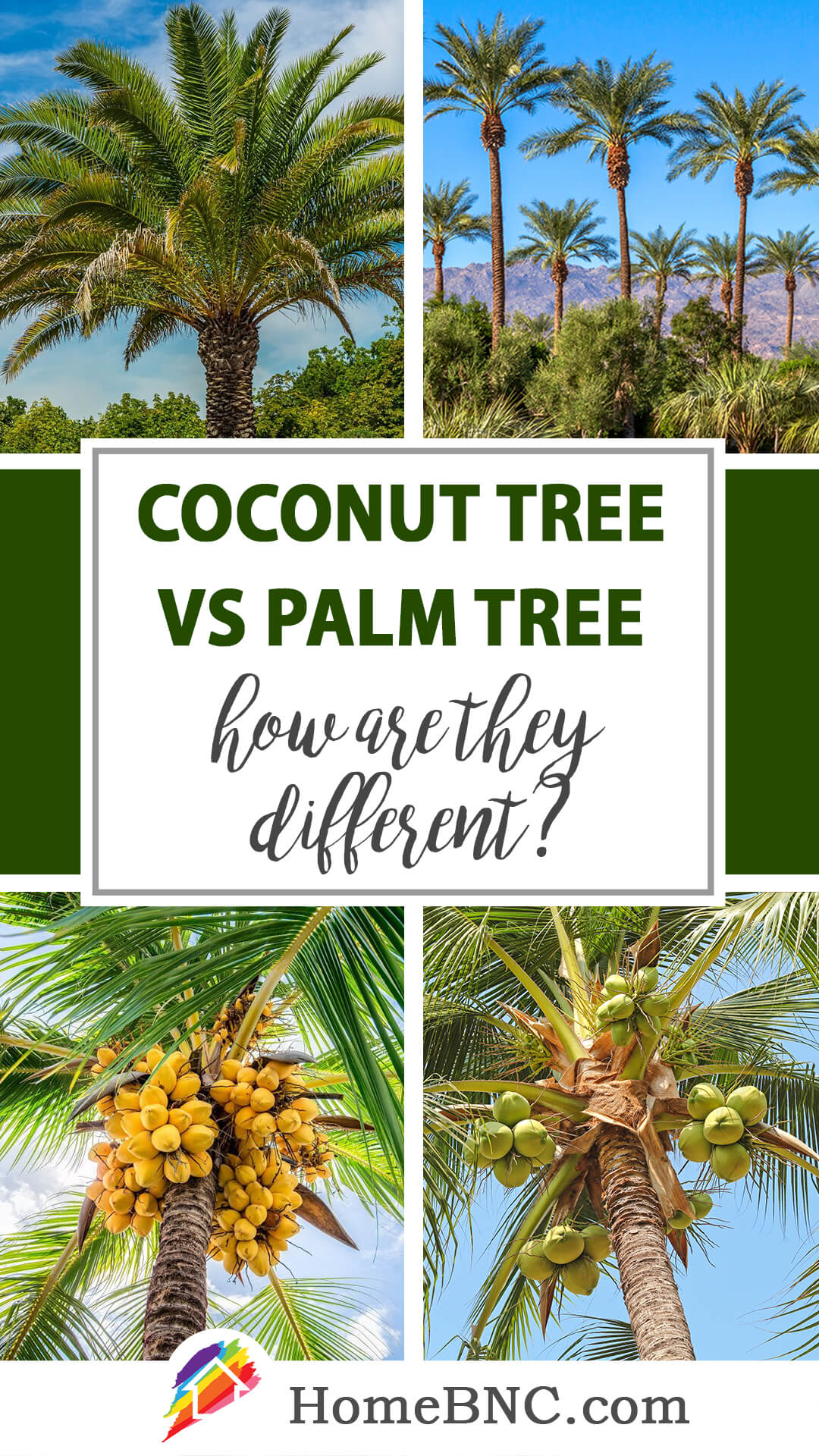 Coconut tree vs palm tree