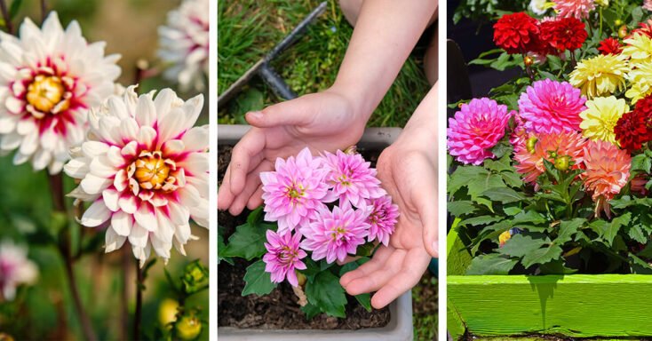 Featured image for Dahlia Care – How to Plant, Grow and Help Them Thrive