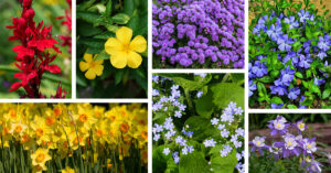 Deer-resistant plants