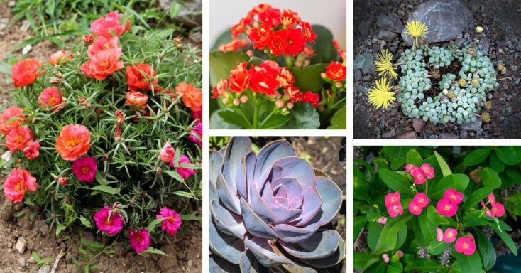 Featured image for 19 Fascinating Low-Maintenance Flowering Succulents with Amazing Blooms