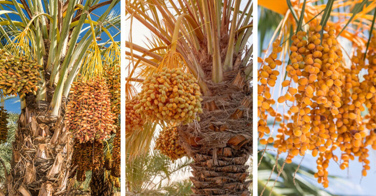 Featured image for Growing Date Palm Tree Outdoors – How to Plant, Grow and Help Them Thrive