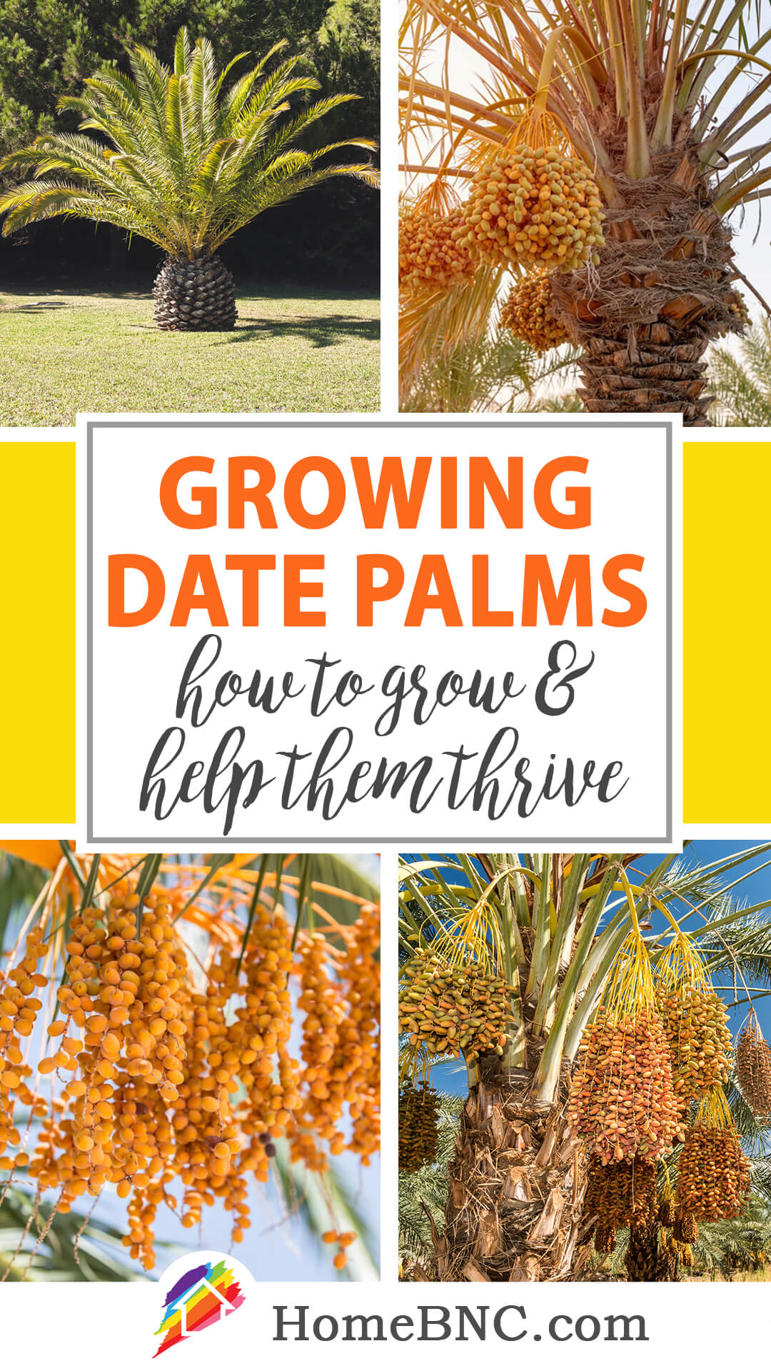 Growing date palm tree outdoors