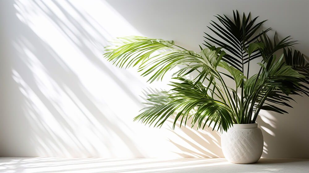 How to grow palm trees indoors