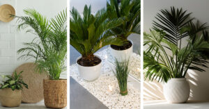 How to grow indoor palms