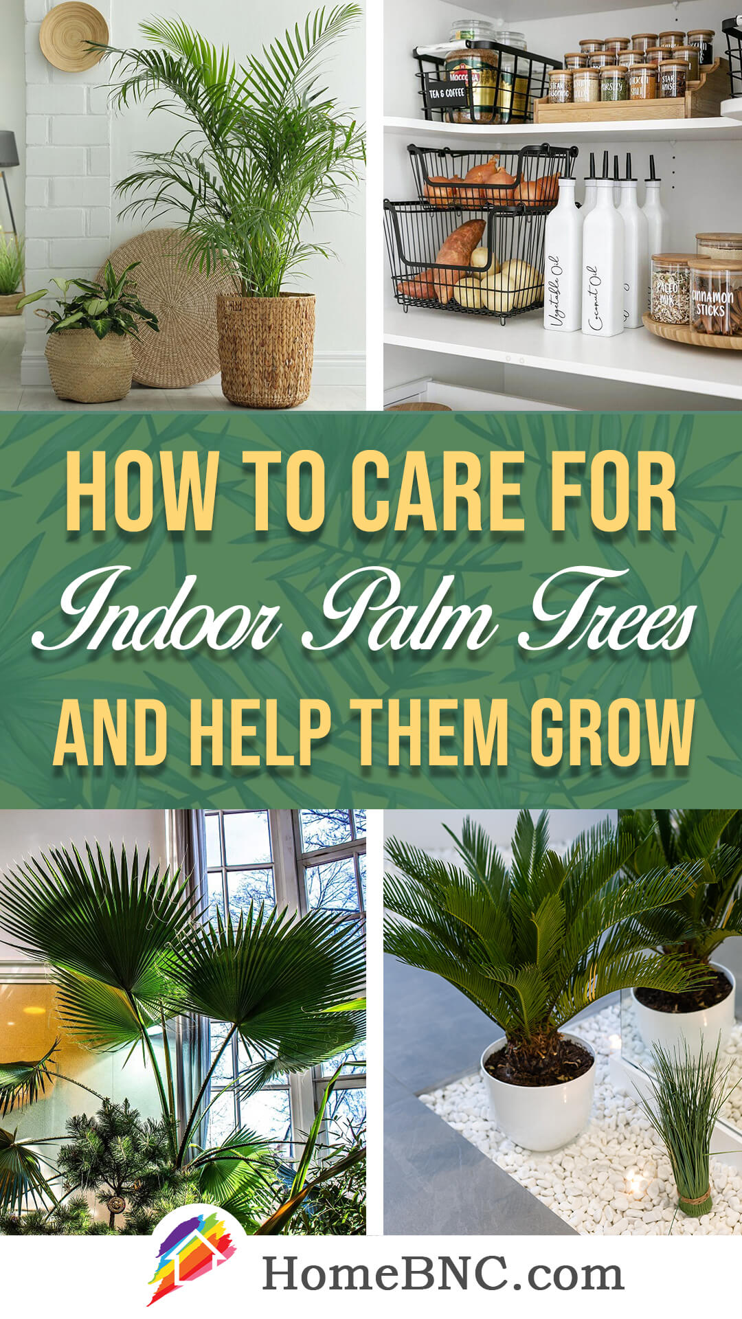 Indoor palm tree care