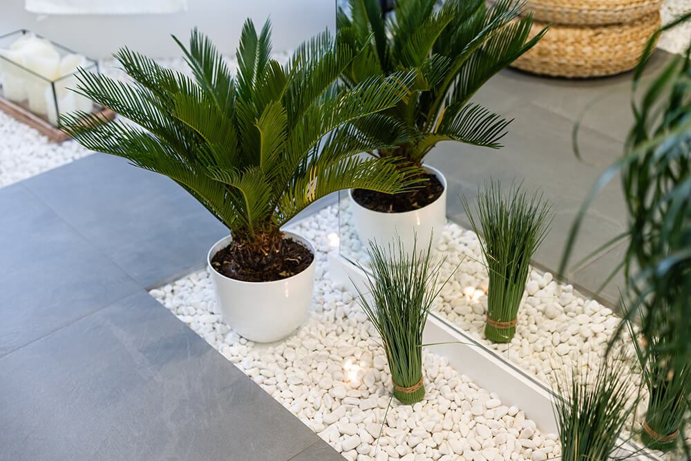 Potting of indoor palm tree
