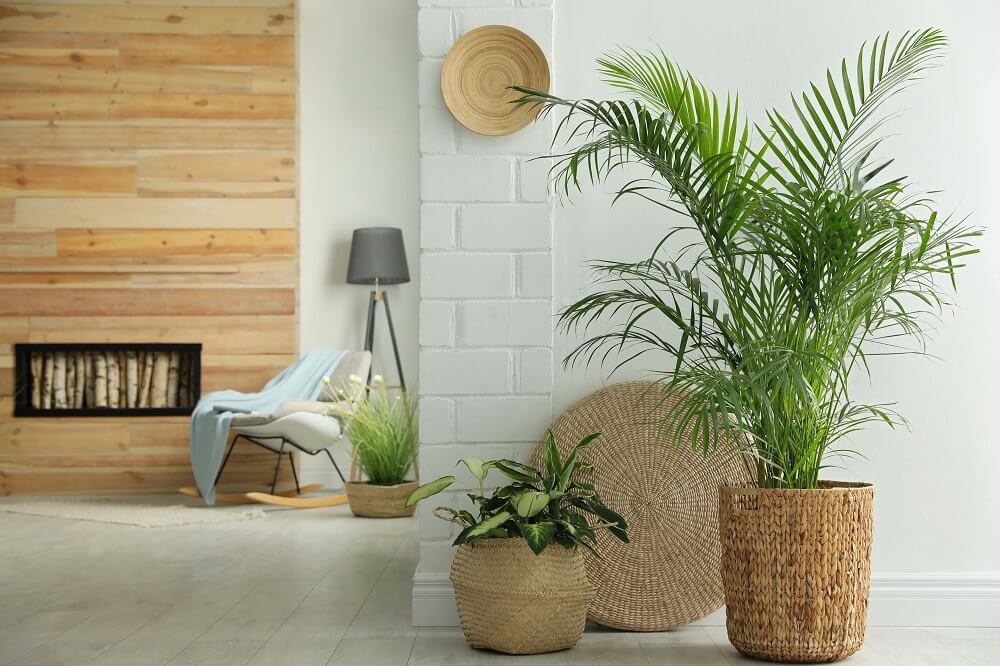Types of indoor palm trees