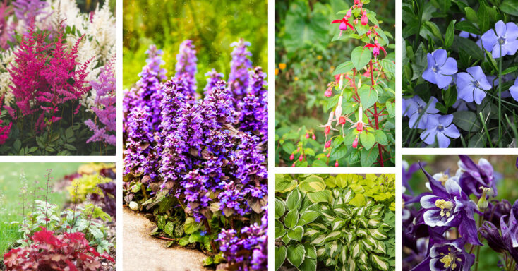 Featured image for 16 Tranquil and Low-maintenance Perennials for Shade