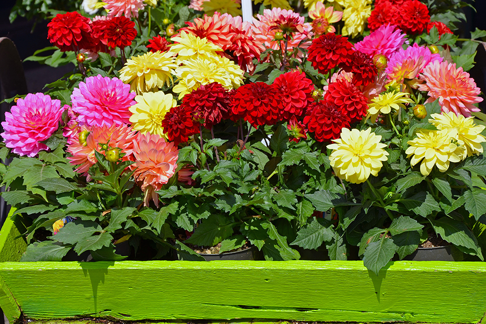 Colorful dahlia flower in containers