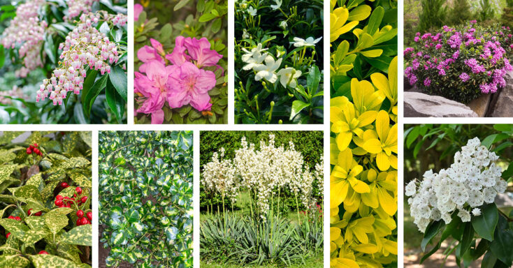 Featured image for 23 Beautiful Shade Tolerant Evergreen Shrubs That Will Look Great All Year Round