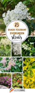 23 Shade Tolerant Evergreen Shrubs that Look Great All Year