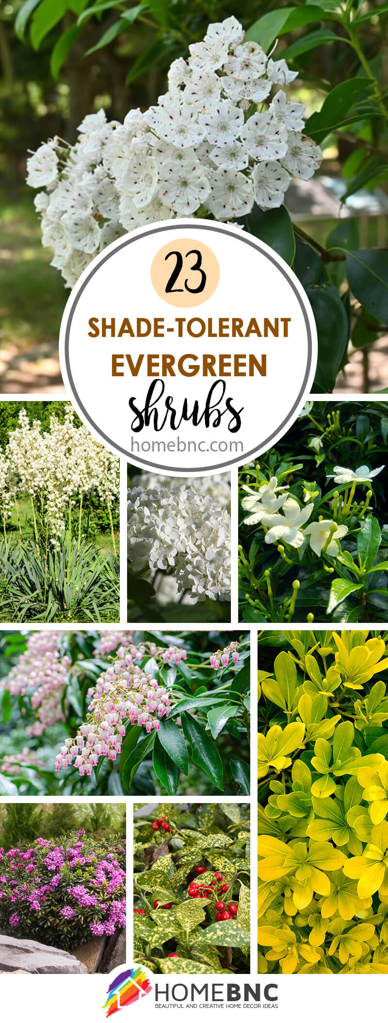Shade tolerant evergreen shrubs