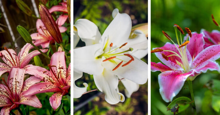Featured image for Stargazer Lily Care – How to Plant, Grow and Help Them Thrive
