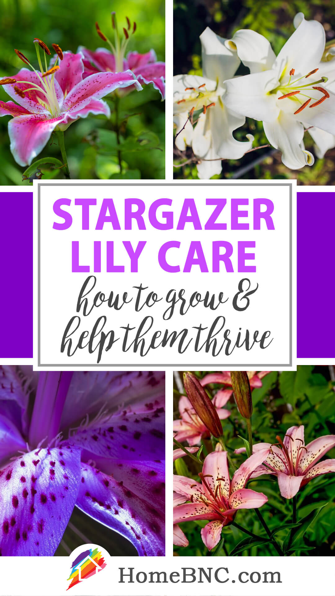 Stargazer lily care