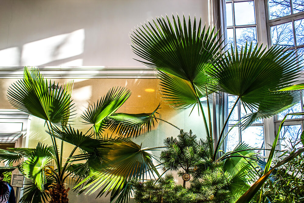 Growing and thriving indoor palm trees