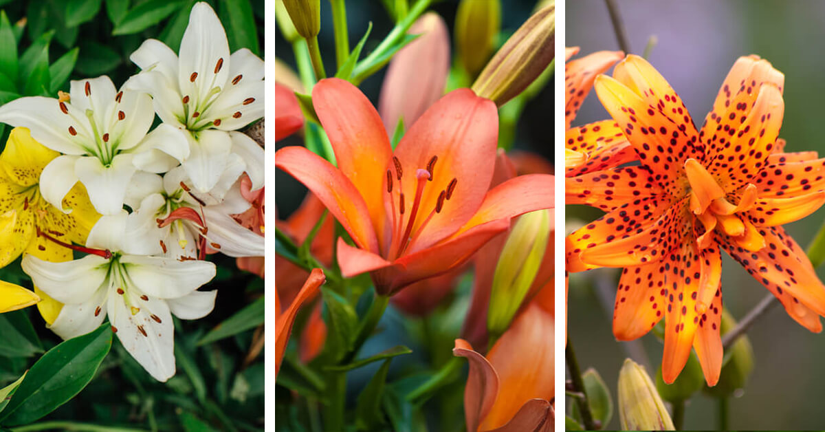 Featured image for “Tiger Lily Care – How to Plant, Grow and Help Them Thrive”