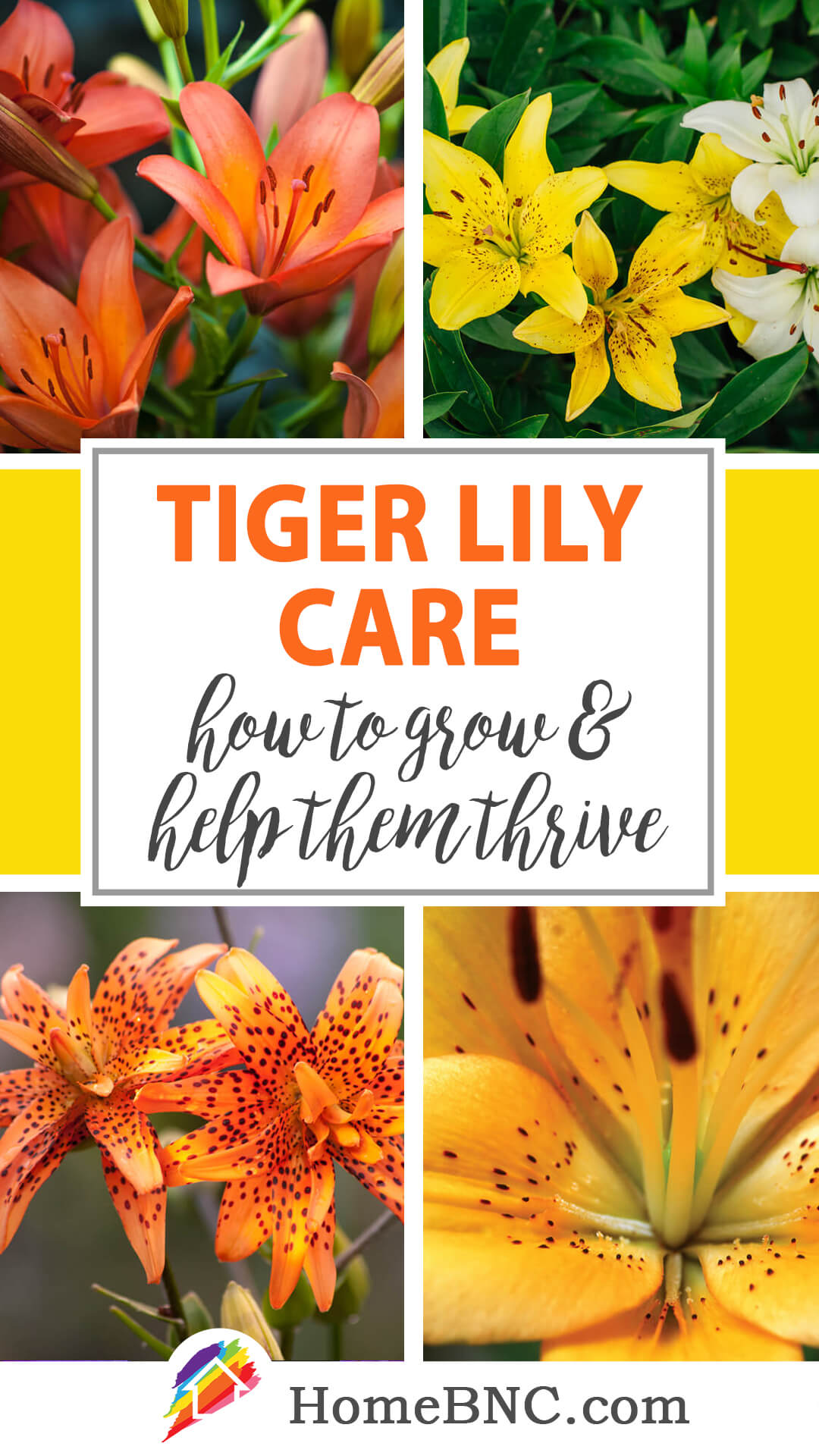 Tiger lily care