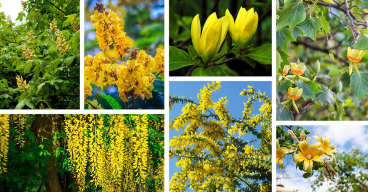 Featured image for 21 Luminous Trees with Yellow Flowers That Spread Sunshine in Your Garden