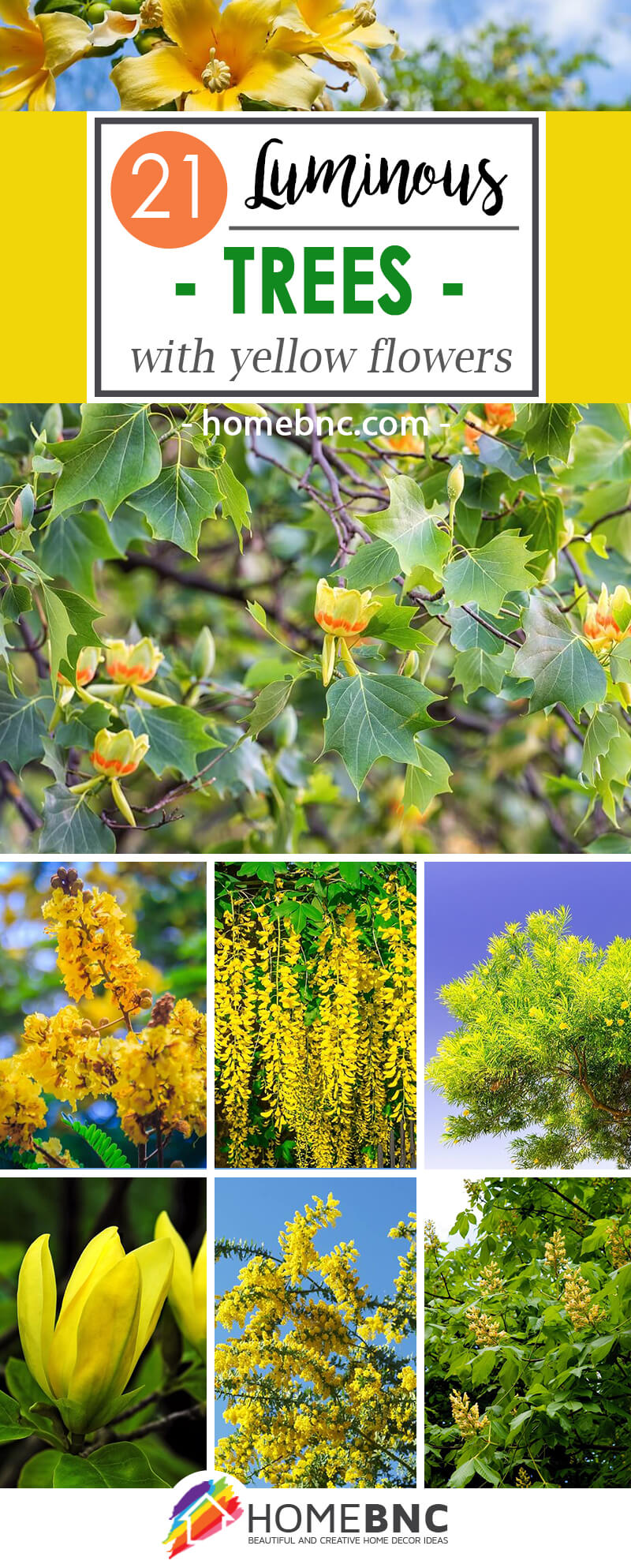 Trees with Yellow Flowers