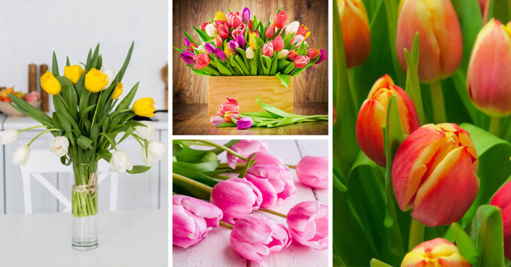 Featured image for Tulip Care – How to Plant, Grow and Help Them Thrive