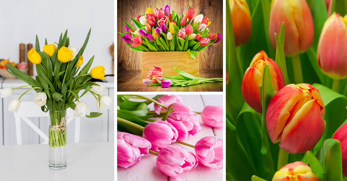 Featured image for “Tulip Care – How to Plant, Grow and Help Them Thrive”