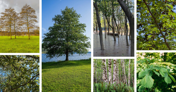 Featured image for 12 Graceful and Resilient Types of Alder Trees With Timeless Elegance