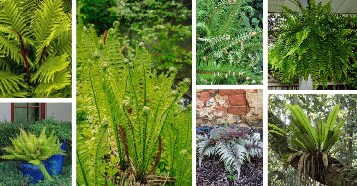 Featured image for 21 Lush Types of Ferns to Grow Indoor and Outdoor that Have Fantastic Foliage