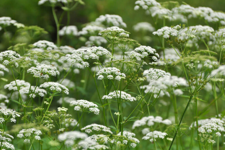 20 White Flower Ground Cover Plants that Spread Quickly