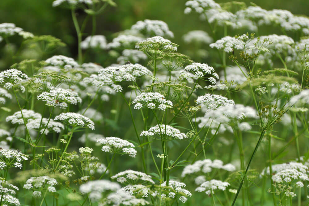 Aegopodium podagraria