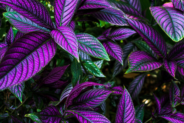 19 Purple Leaf Indoor Plants that Elevate Your Interior