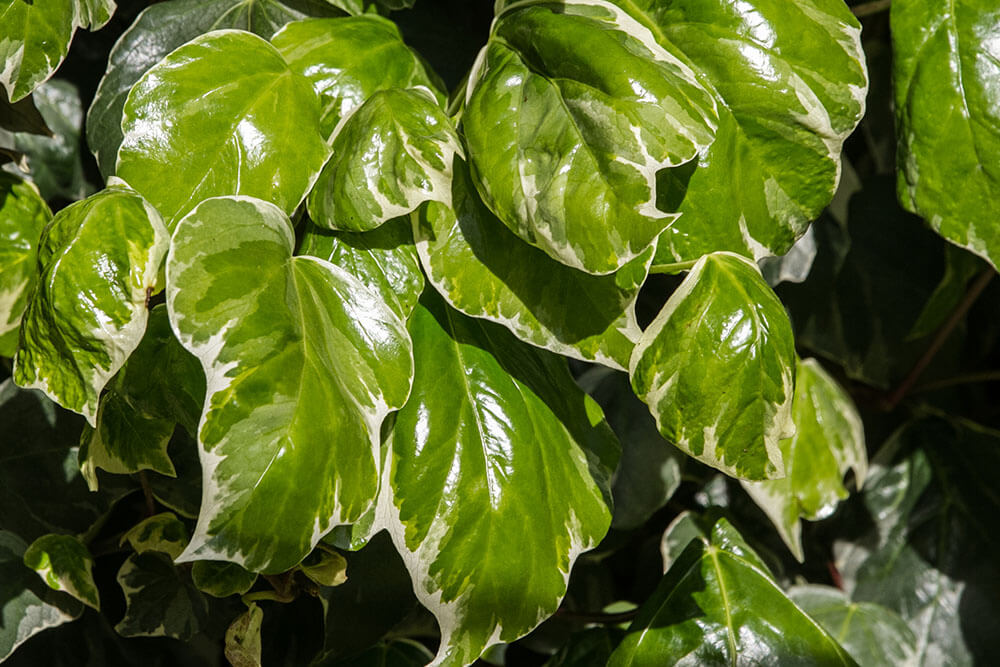 Hedera canariensis