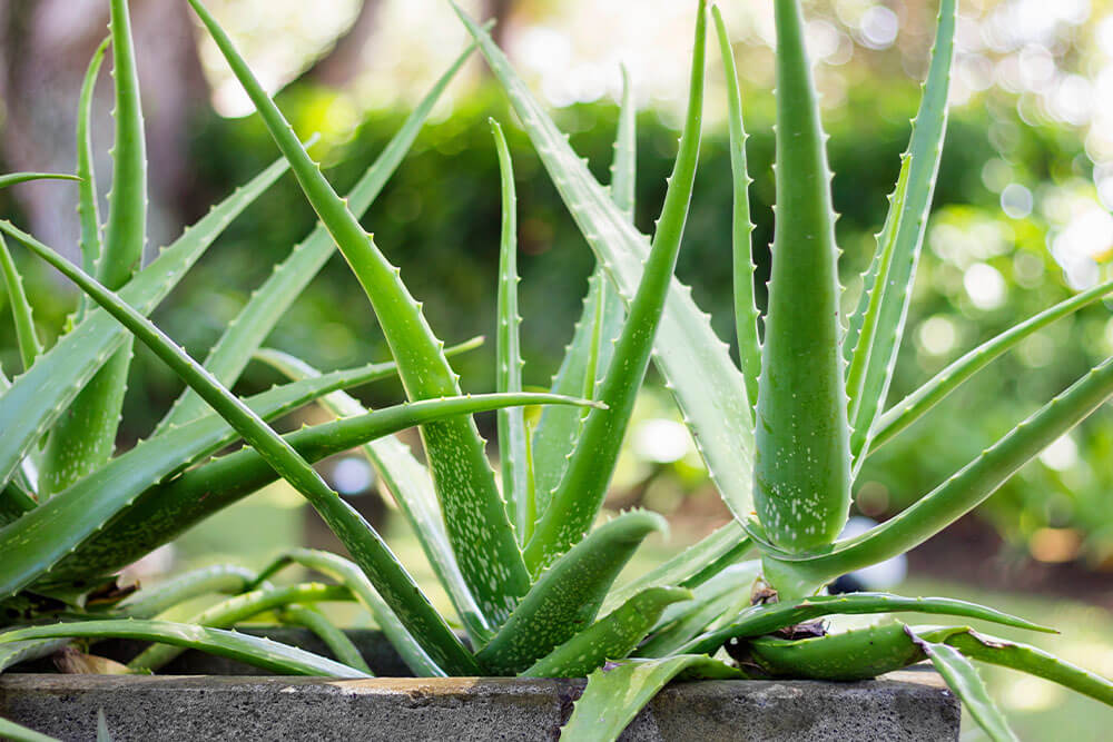 Aloe vera