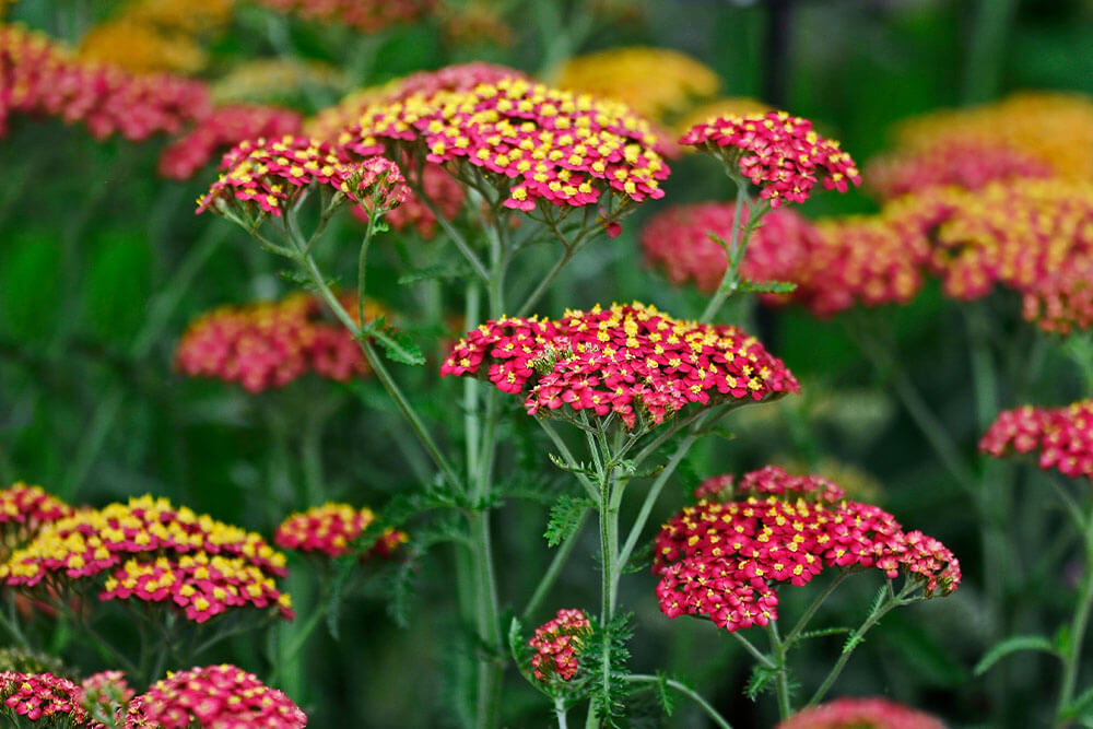 Achillea millefolium