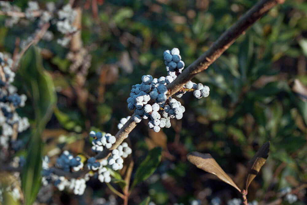 Myrica pensylvanica