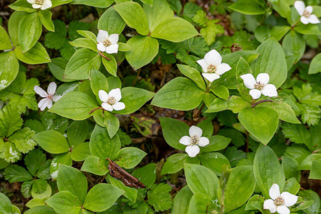 20 White Flower Ground Cover Plants that Spread Quickly