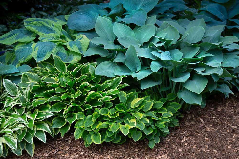 Hosta