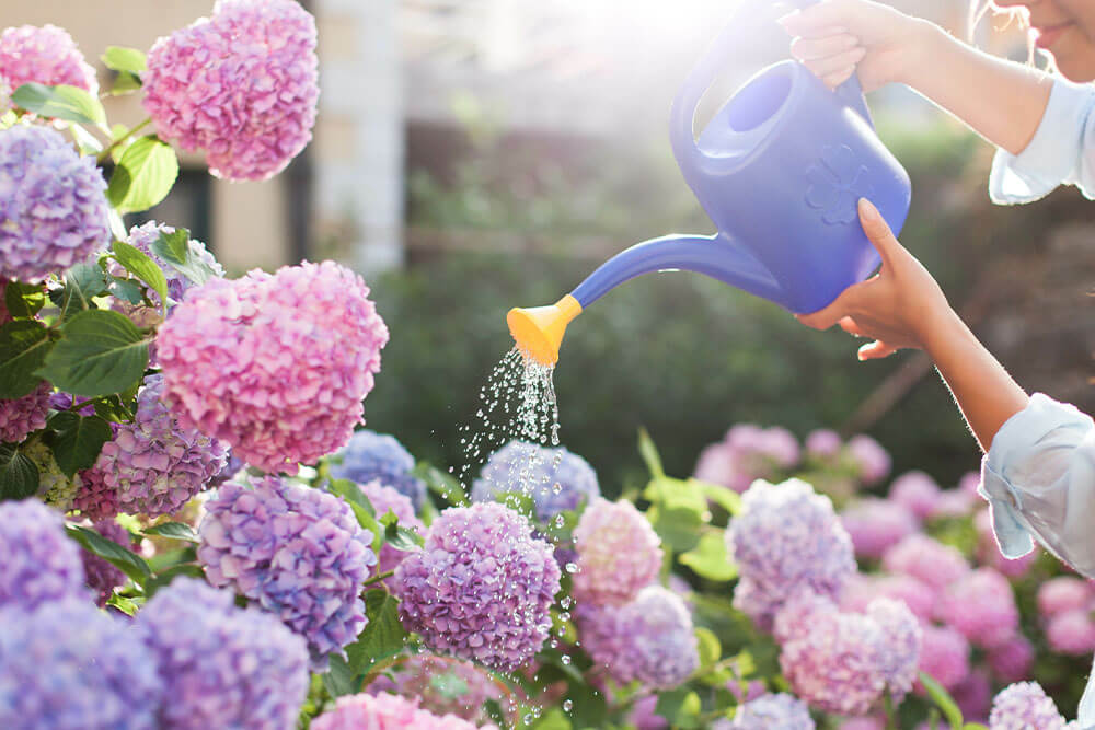 Caring for Outdoor Hydrangeas