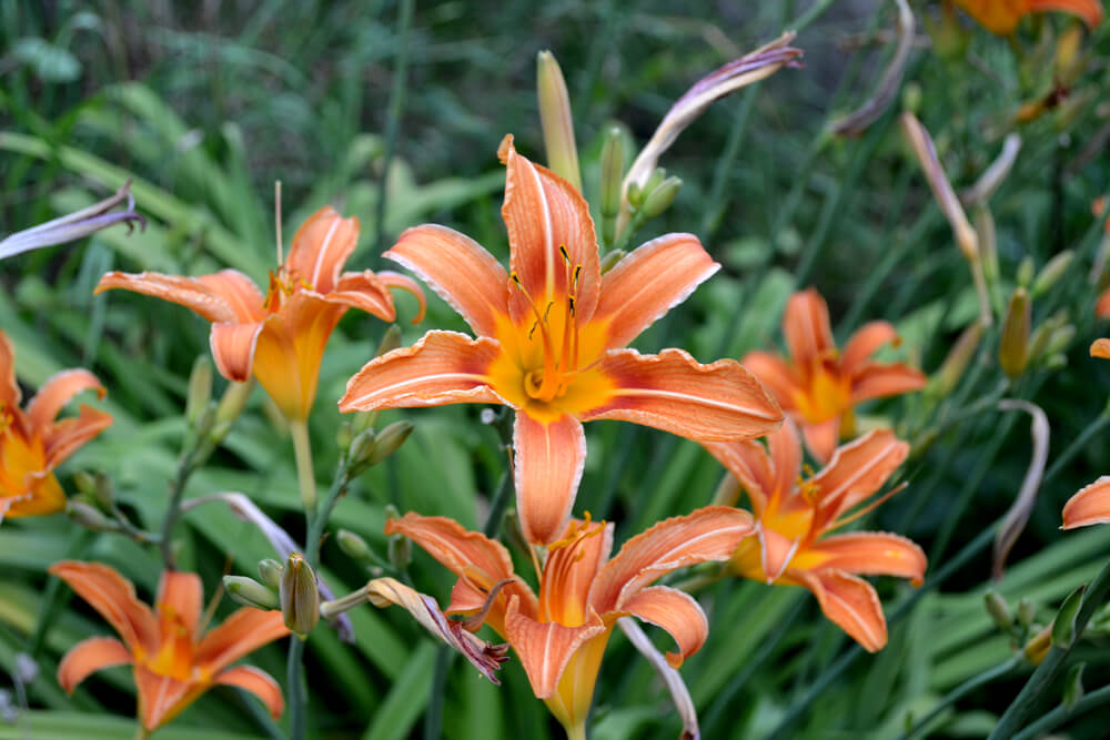 Daylily Symbolism