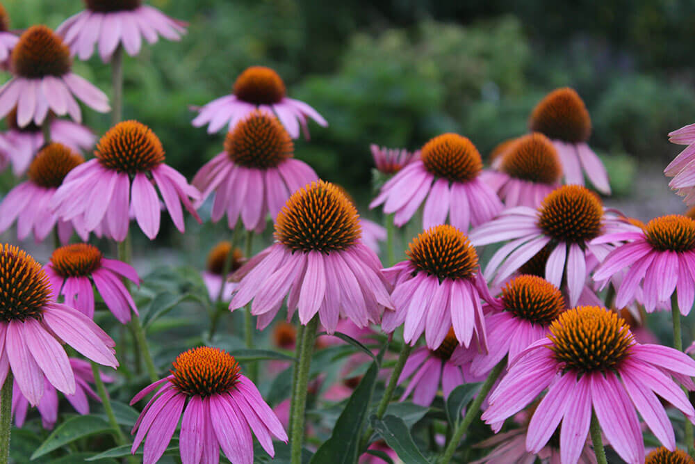 Echinacea purpurea