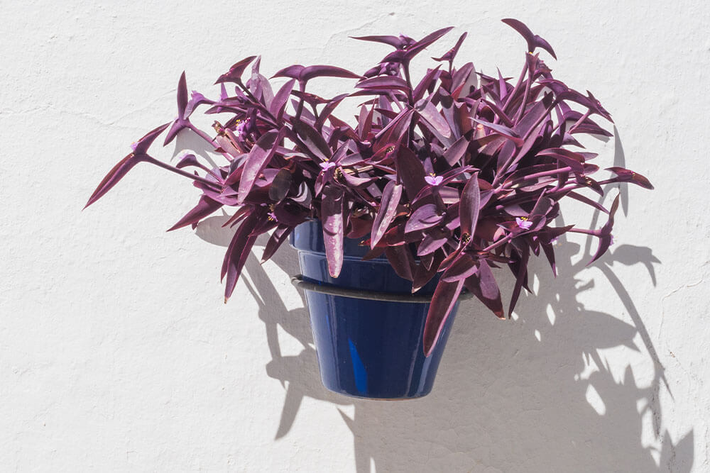 Tradescantia pallida Purpurea