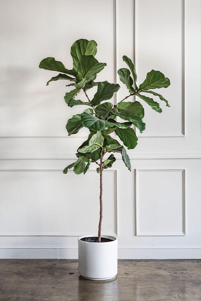 Ficus lyrata