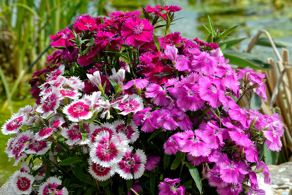 Dianthus spp.