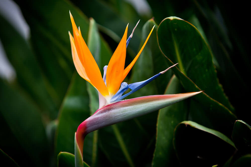 Strelitzia reginae