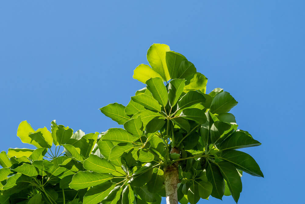 Schefflera arboricola