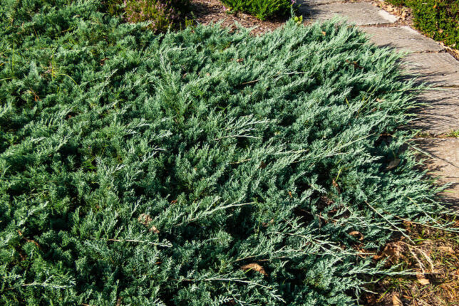 21 Salt-Tolerant Plants for Beach Landscaping that are Resilient