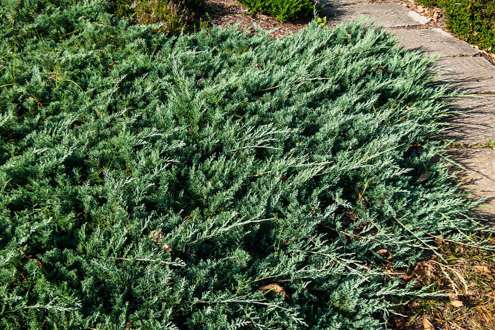 Juniperus horizontalis